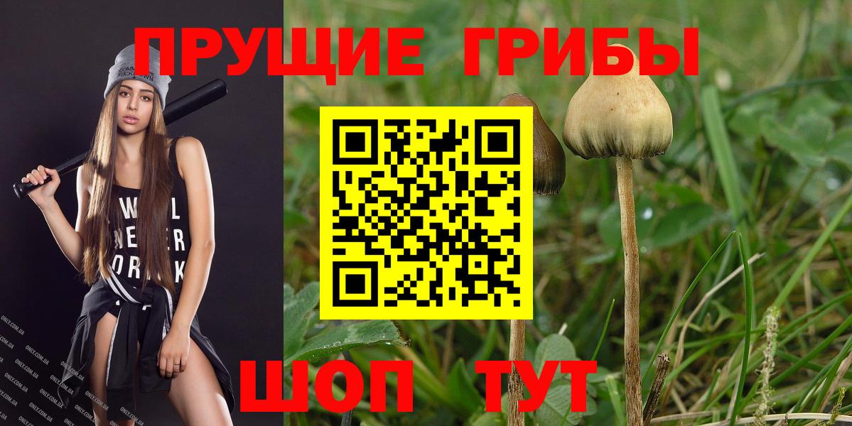 Псилоцибиновые грибы Psilocybe Югорск